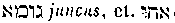 [Hebrew Text]